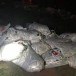 Van'da ele geçirildi! 5.5 ton...