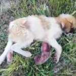 Yavru köpek 1 hafta boyunca aç susuz tedavi edilmeyi bekledi
