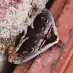 Kahramanmaraş&rsquo;ta g&ouml;r&uuml;len 'tavus kelebeği' hayrete d&uuml;ş&uuml;rd&uuml;