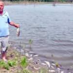 Tekirdağ'da binlerce balık kıyıya vurdu