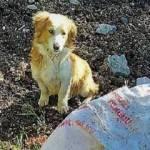 Ağzı bağlanan köpek çuval içinde ölüme terk edildi