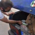 Kaza yapan otomobilden buzağı çıktı