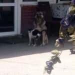 Kedi ve köpeğin dostluğu şaşırttı!