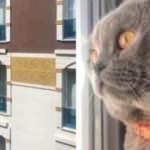 Kedinin miyavlaması kuşun hayatını kurtardı