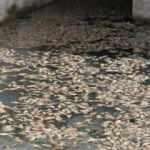 Beyşehir&rsquo;de korkutan g&ouml;r&uuml;nt&uuml;! &Ccedil;in sazanları toplu halde &ouml;ld&uuml;