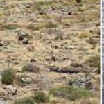 Bodrum'da görülen ormanlık alandaki "jaguarın" sırrı çözüldü
