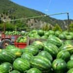 Bu karpuzun tarihi eski Mısırlılara uzanıyor