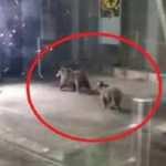 Bursa'da teleferik istasyonuna inen ayılar korkuttu