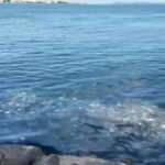 İstanbul Boğazı'nda çöp tehdidi