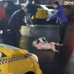 İstanbul’da pitbull dehşeti kamerada