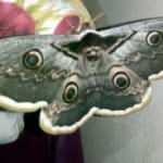 Kanat a&ccedil;ıklığı 16 cm olan kelebek, g&ouml;renleri hayran bıraktı