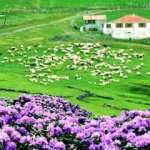 Karadeniz yaylalarının süsü: Ormangülü