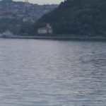 Yunuslar bu kez İstinye Sahil'de g&ouml;r&uuml;ld&uuml;