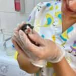 Adana'da şaşırtan olay! 10 gram doğan kedi yaşama tutundu