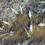 Aşkale'de balık &ouml;l&uuml;mleri korkuttu