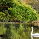 Atatürk Arboretumu İstanbul'da sonbahar mevsiminin adresi