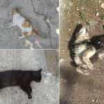 İl&ccedil;e ayağa kalktı! Hayvan katliamı