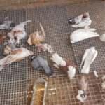 K&uuml;mese giren sansar, 21 taklacı g&uuml;vercini par&ccedil;aladı