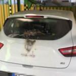 Kuşların yuvasını bozmamak için 2 aydır aracını otoparktan almıyor