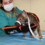 Yavru kurdu çoban köpeğinin ağzından aldı