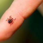 Yeni kabus! Bir ilimizde koronayı geride bıraktı!