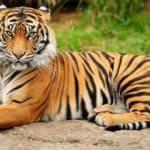 3 kişiyi &ouml;ld&uuml;ren kaplan &ouml;m&uuml;r boyu hapis cezasıyla karşı karşıya