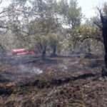 Antalya'da 90 zeytin ağacı yandı