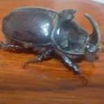 Balkonunda gergedan böceği buldu