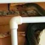 Bayılan işçinin yanına koşan arkadaşları yılanla karşılaştı