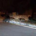 Bodrum'da aç kalan domuzlar şehre indi