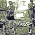 &Ccedil;orum'da 130 yıl &ouml;nce de kaplan g&ouml;r&uuml;l&uuml;p &ouml;ld&uuml;r&uuml;lm&uuml;ş! 