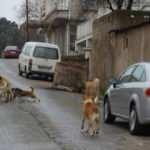 Gelinlik provasına giden gen&ccedil; kız, k&ouml;pek dehşeti yaşadı