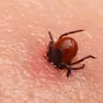 'Kene ısırmasından enfekte olan kişi hastalığı bulaştırabilir'