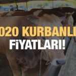 Kurban kesim fiyatları açıklandı mı? Küçükbaş ve büyükbaş 2020 kurbanlık fiyatları ne kadar?