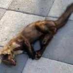 21 g&uuml;vercini par&ccedil;alayan sansara otomobil &ccedil;arptı