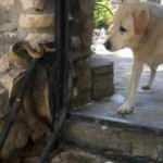 Yılanın köpeğe saldırdığı anlar kameraya böyle yansıdı