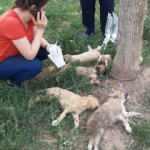Y&uuml;rekli burkan g&ouml;r&uuml;nt&uuml;; 5 yavru k&ouml;pek &ouml;lmek &uuml;zereyken bulundu