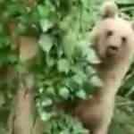 Ağaca tırmanan ayı, objektife adeta poz verdi