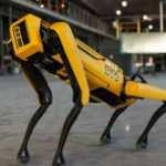 Koyun güdebilen robot köpek satışa çıktı! İşte fiyatı