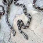 Kolide havasızlıktan &ouml;len 4 piton, X-ray'de g&ouml;r&uuml;ld&uuml;