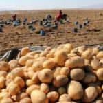 Patates ekim alanı arttı
