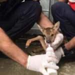 Sokak köpeklerinin kovaladığı yavru karacayı jandarma kurtardı