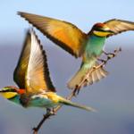 Van Gölü göçmen kuşlarla renklendi