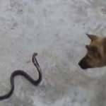 Yılan ile köpeğin karşılaştığı anları görüntüledi