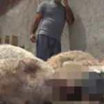 22 koyunu telef eden kurtlar mahalleliyi tedirgin etti