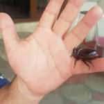 Çay içerken bulduğu böceğe gözü gibi bakıyor