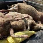 Başıboş köpekler çobanların korkulu rüyası oldu