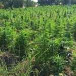 Diyarbakır'da dev operasyon! Son yılların en b&uuml;y&uuml;ğ&uuml;...