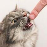 Düzce’de 67 kişiyi kedi ve köpek ısırdı
