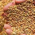 Ekmeklik buğday makarnanın kalitesini düşürüyor